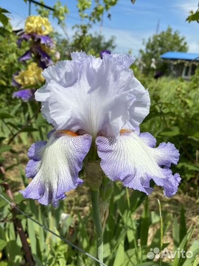 Ирисы бородатые 300 сортов