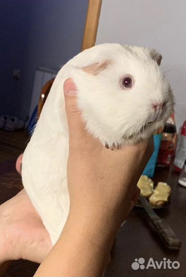 Морские свинки