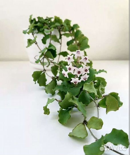 Хойя Каньякумариана