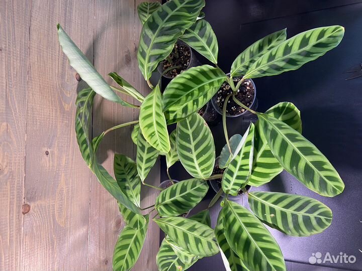 Калатея Зебрина