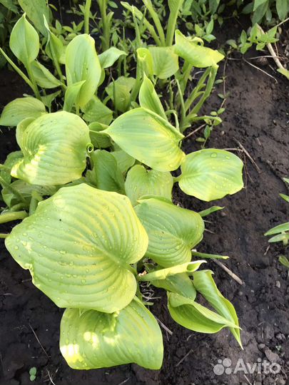 Многолетники