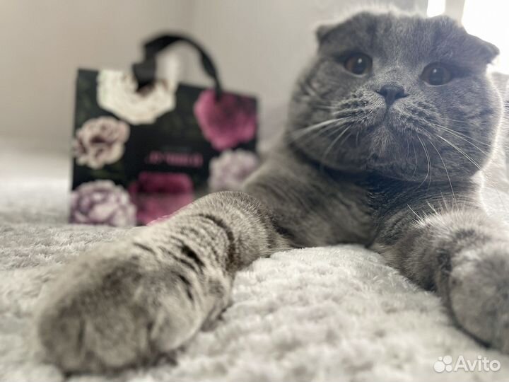 Шотландский вислоухий кот