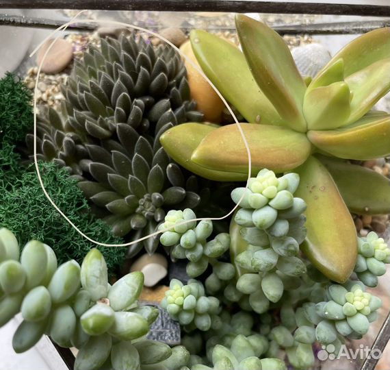Суккуленты разные