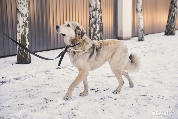 В добрые руки чудесная собака Найда