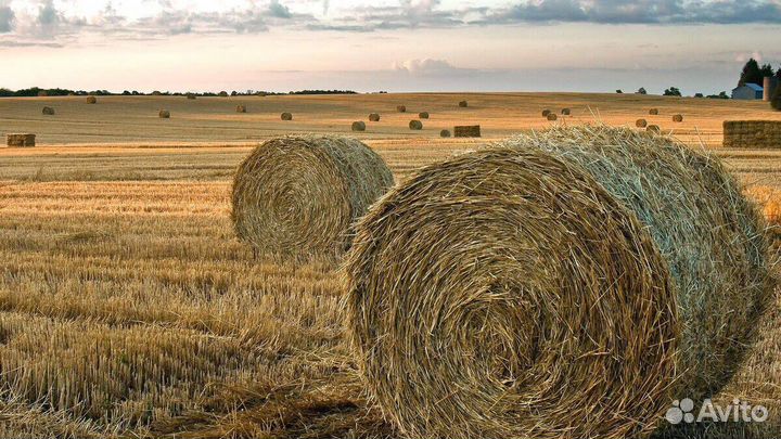 Сено в тюках