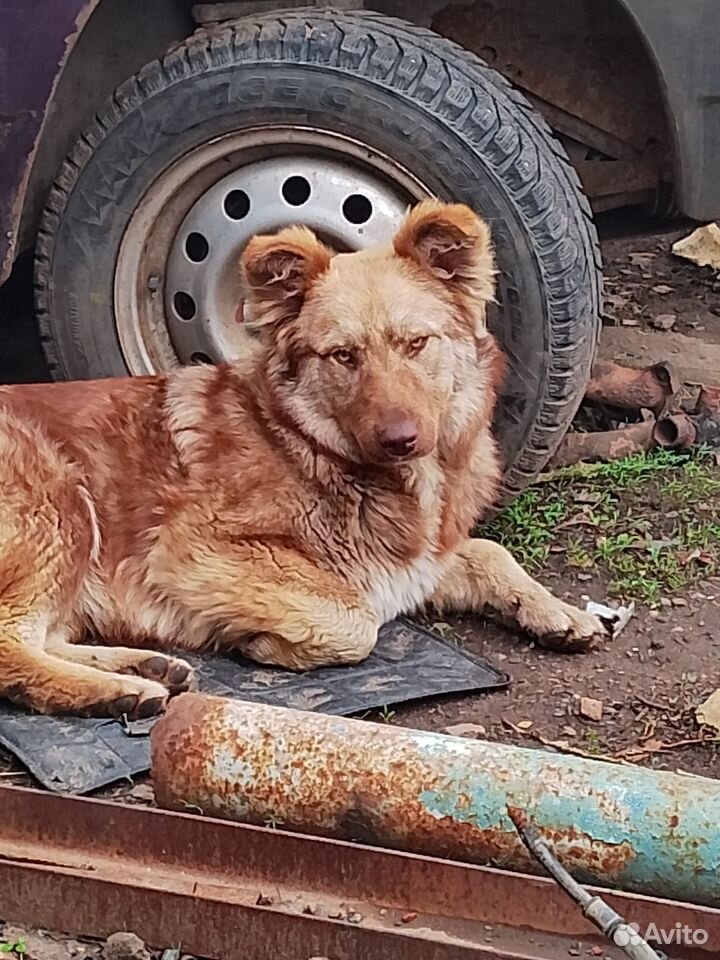 Собака в добрые руки