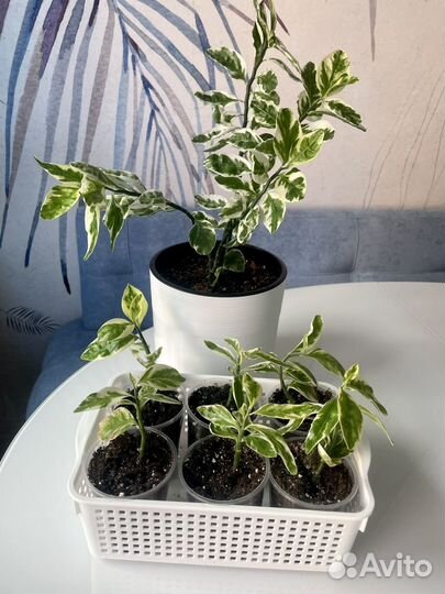 Педилантус домашние комнатные растения