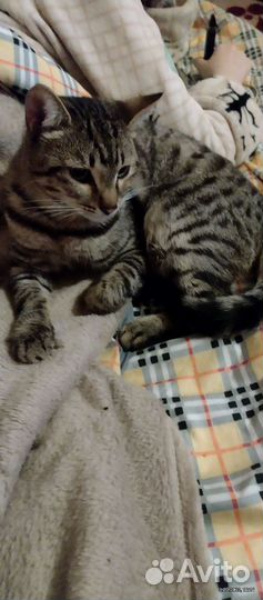 Кот.по имени Стёпа