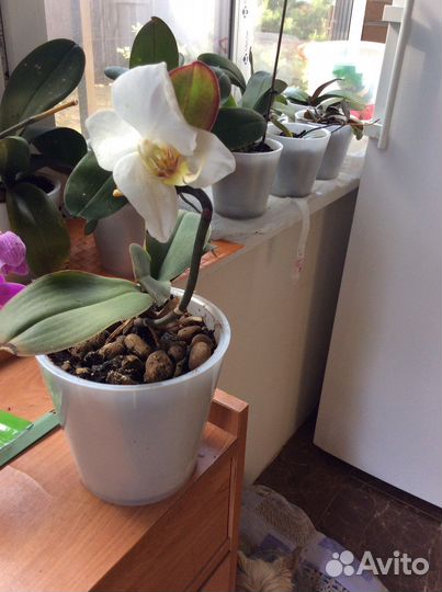 Орхидея фаленопсис