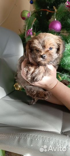 Йоркширский терьер щенки