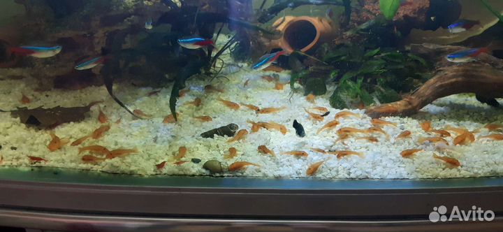 Анциструс Super Red (Супер рэд)