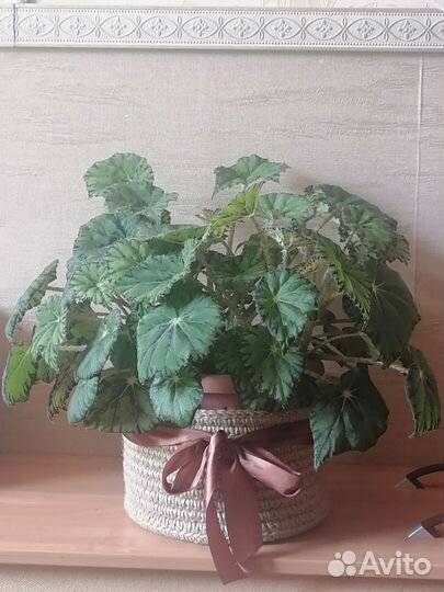 Бегония тигровая (Бегония Бауэра)