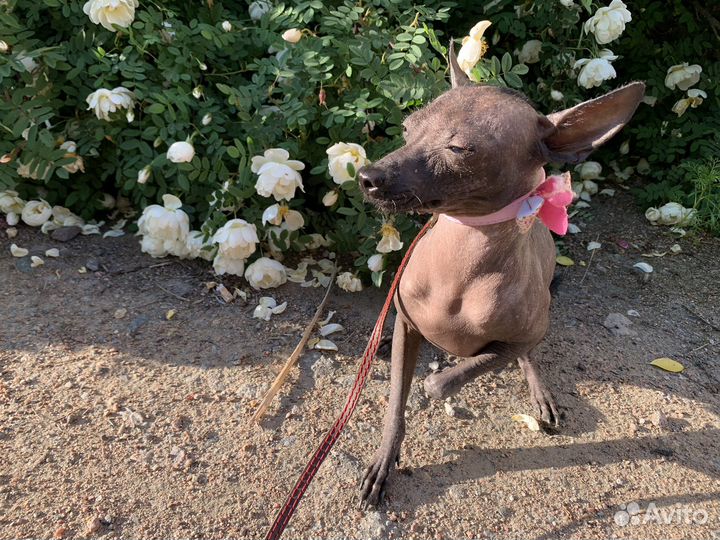 Ксолоитцкуинтли mini