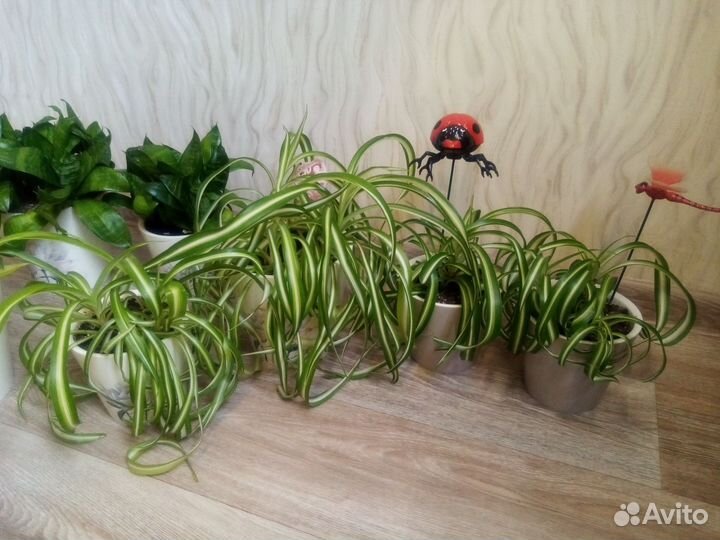 Хлорофитум