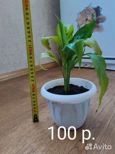 Спатифиллум, женское счастье