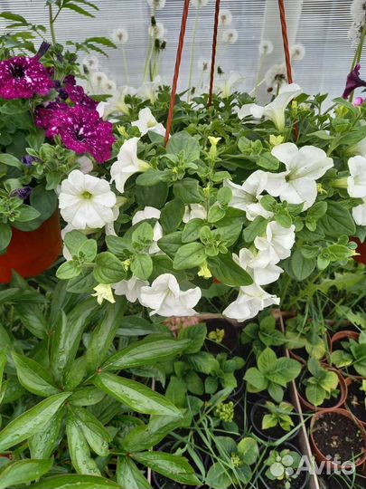 Петуния ампельная в кашпо 3,7 л
