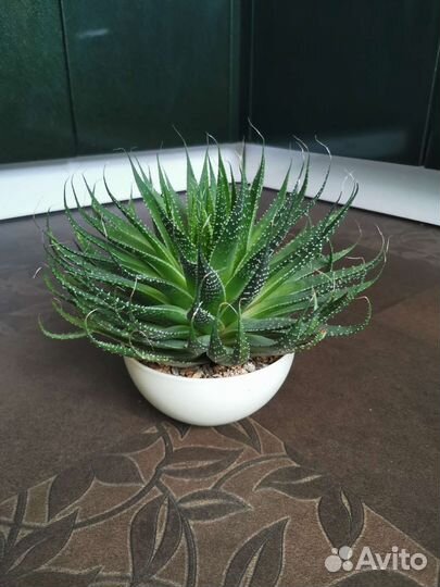 Алоэ остистое