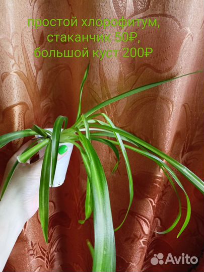 Хлорофитум бони