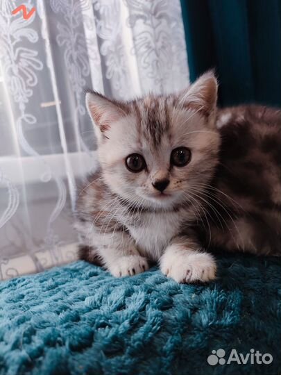 Британские котята