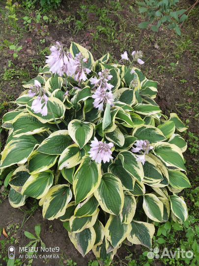 Цветы многолетние И комнатные