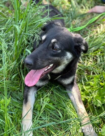 Улыбчивое солнышко из приюта грустит