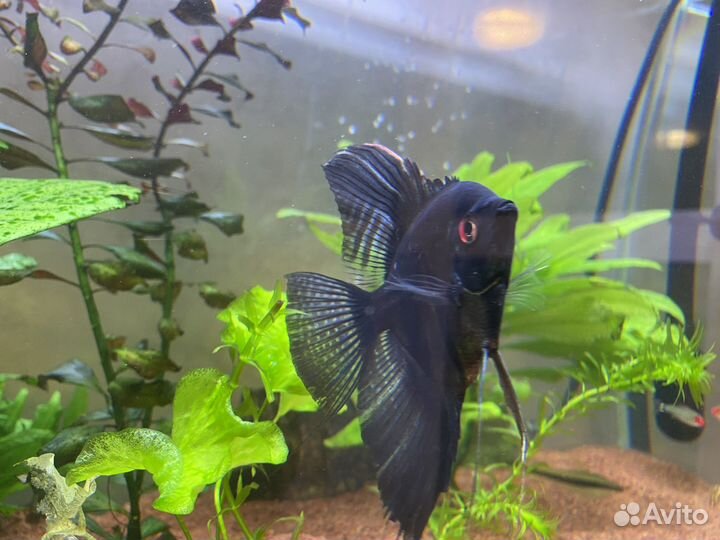 Аквариумные рыбки