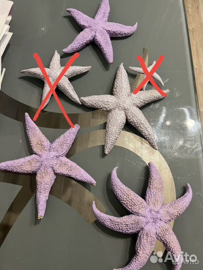 Морские звезды натуральные