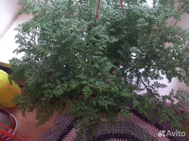 Пилея мелколистная