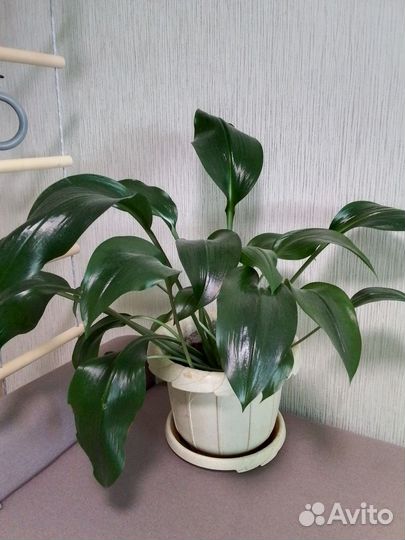 Эухарис амазонская лилия