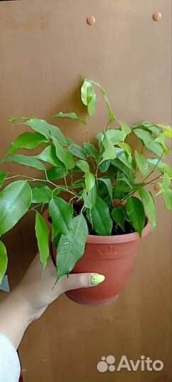 Фикус бенджамина
