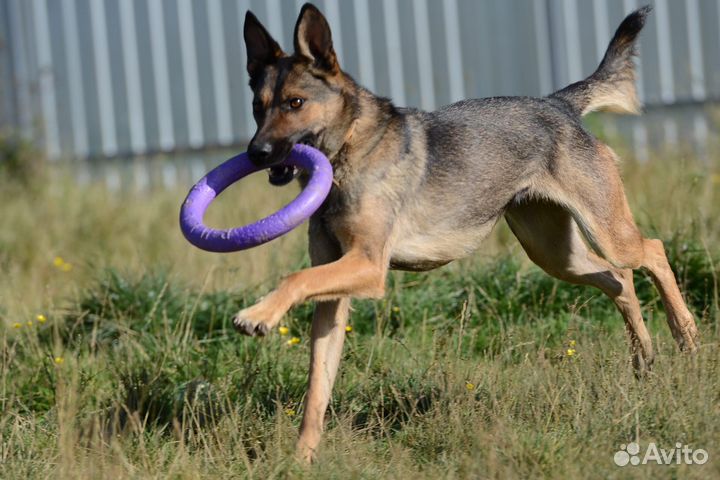 Красавица Лесси ищет дом