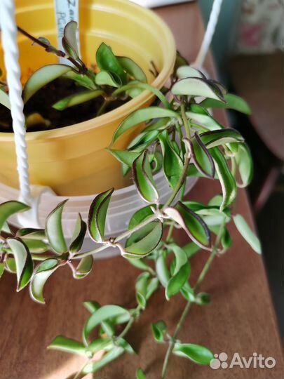 Ампельные хойи на срез и укоренение