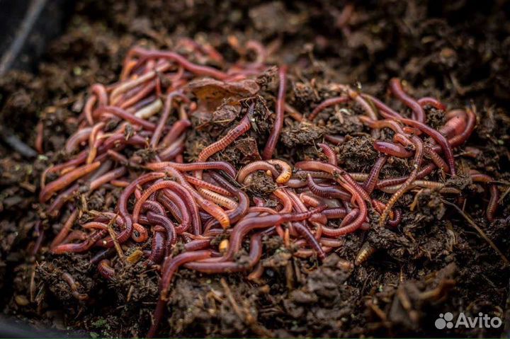 Черви для рыбалки