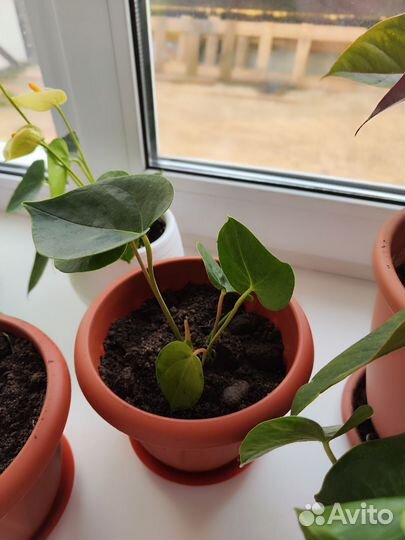 Комнатные цветы антуриум