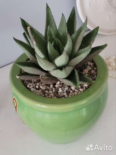 Хавортия Саванна