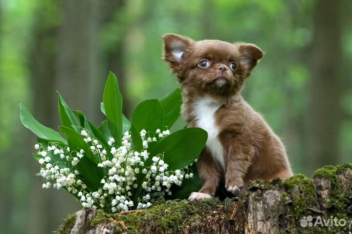 Чихуахуа, чудесная шоколадная красотка