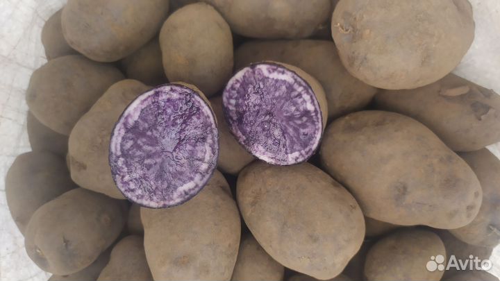 Картофель фиолетовый
