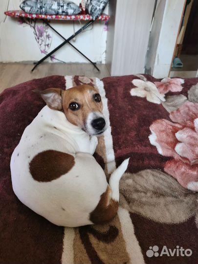 Игрушки для маленьких собак