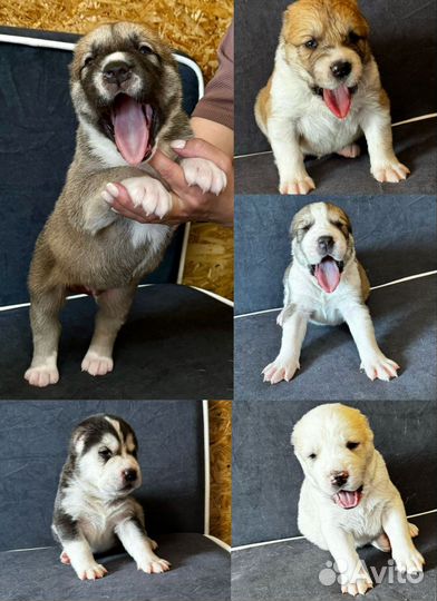 Щенки сао алабай