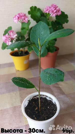 Фикусы микрокапра (моклейм) мокламе