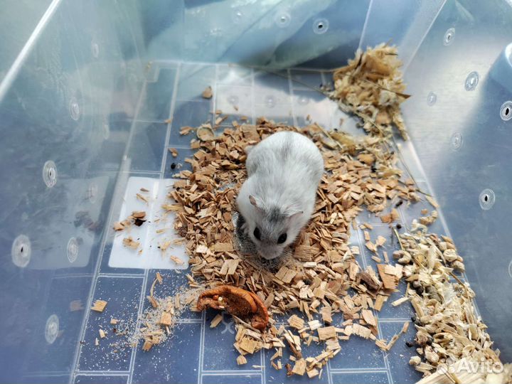 Хомяк с клеткой с набором все для джунгарика