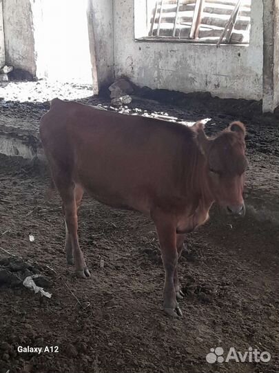 Коровы и телки стельные