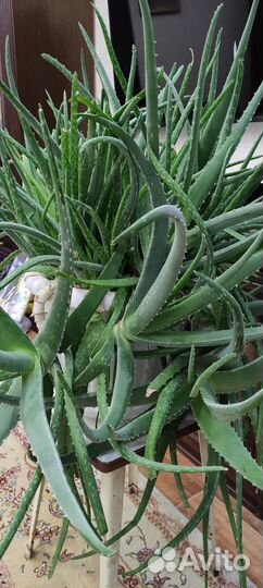 Алое лечебный