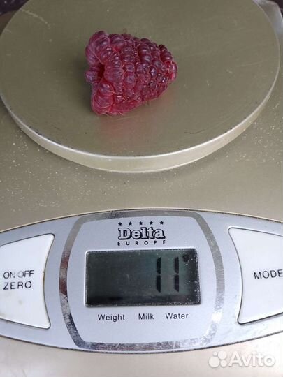 Саженцы малины Джоан Джей