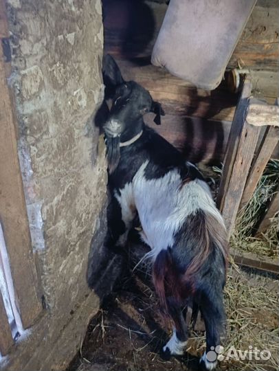 Козы на мясо