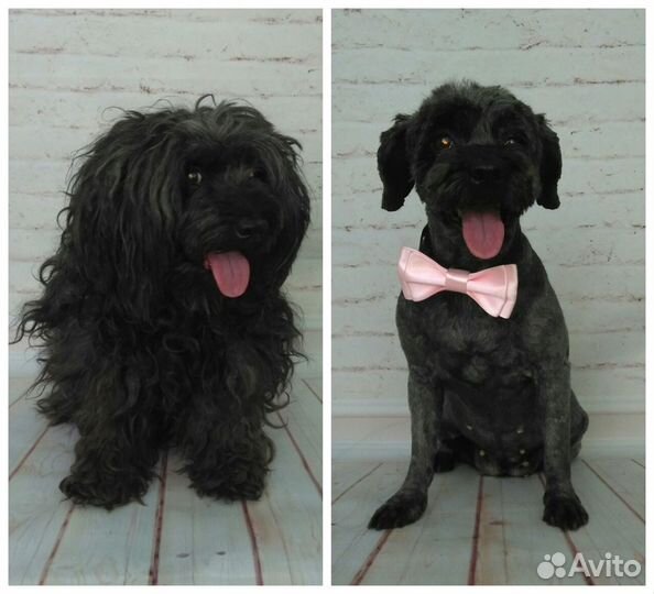 Груминг, стрижка собак и кошек