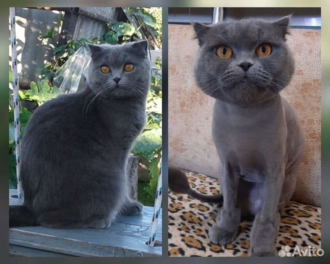 Груминг котов/кошек