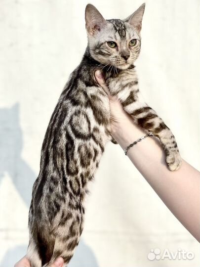 Серебро Бенгальский котёнок