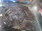 Черепаха С аквариумом