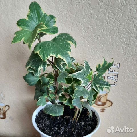 Плющ хедера